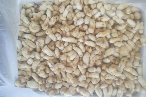 冰凍松茸產期保存方法