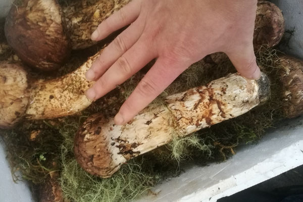 松茸大小有什么區(qū)別