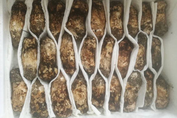 3-5cm新鮮松茸