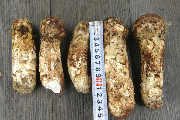 12cm以上新鮮松茸