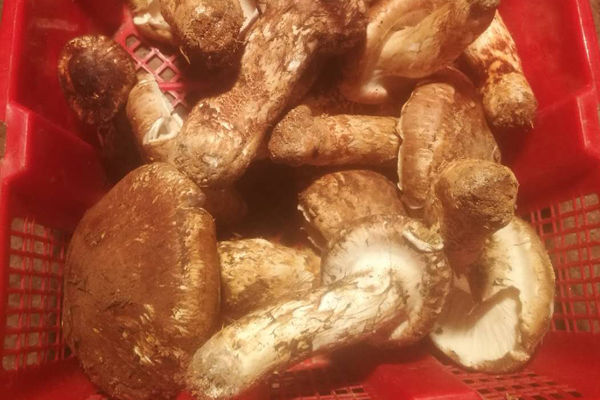 半開傘新鮮松茸