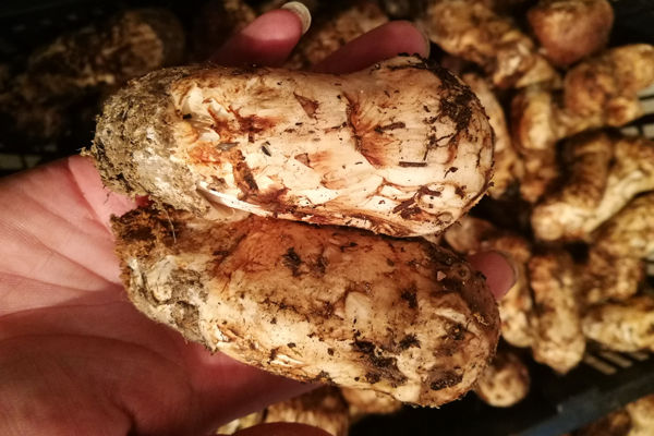 小金松茸價格多少錢一斤