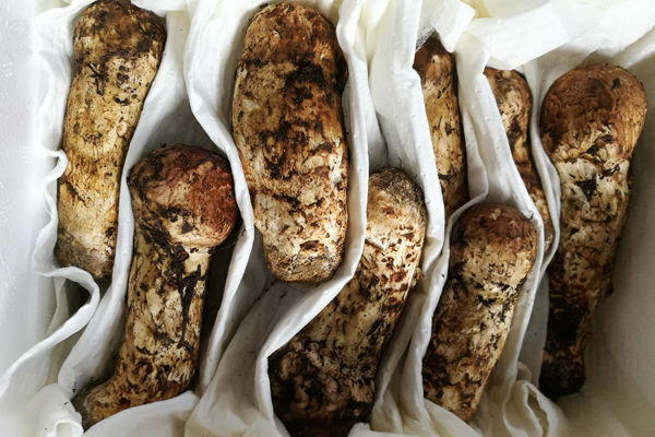 大連新鮮松茸批發(fā)價格