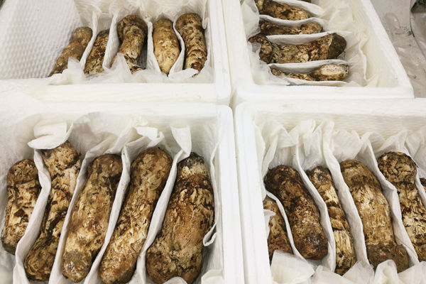 大連哪里有松茸賣