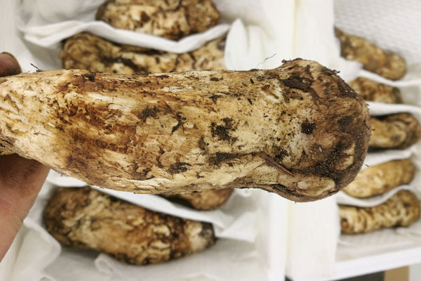 廣州松茸價(jià)格多少錢(qián)一斤