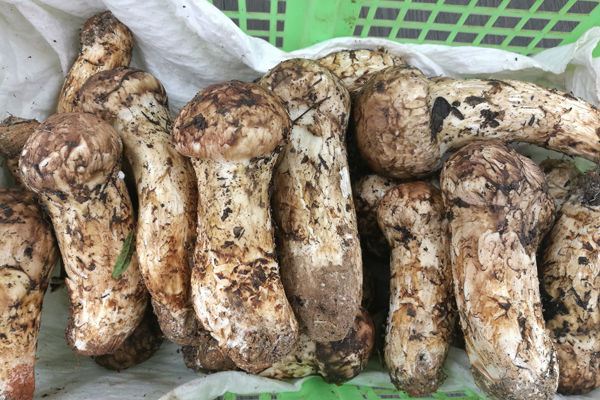 廣州新鮮松茸價(jià)格