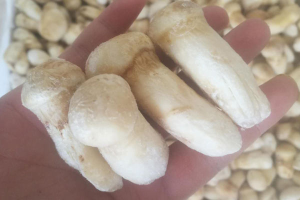 廣州冰凍松茸價(jià)格