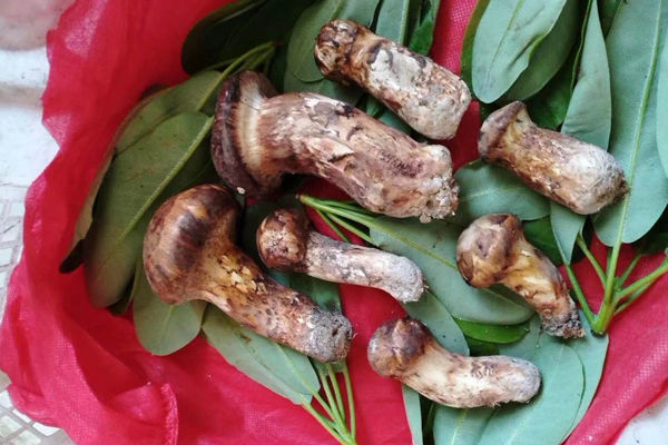 2019新鮮松茸上市