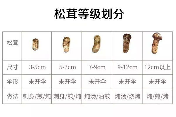 松茸等級(jí)劃分