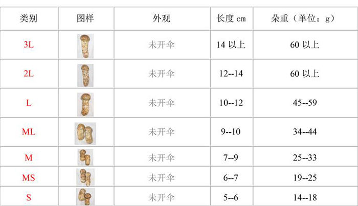 松茸國(guó)際等級(jí)劃分圖一