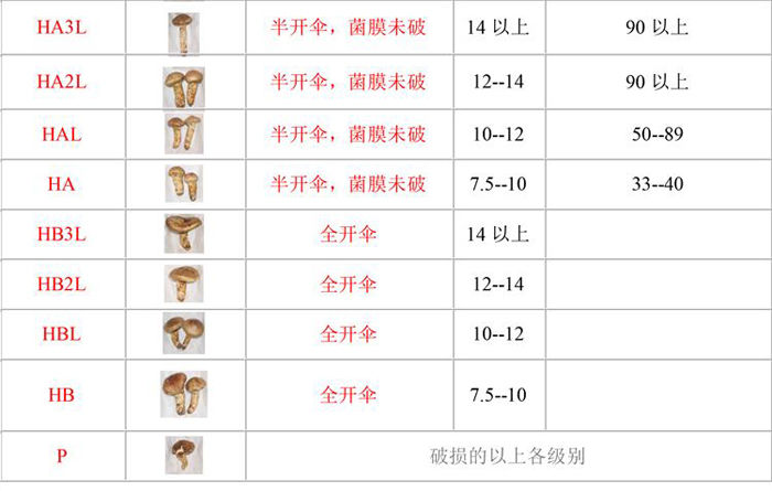 松茸國(guó)際等級(jí)劃分圖二