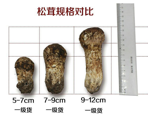 國(guó)內(nèi)松茸等級(jí)劃分