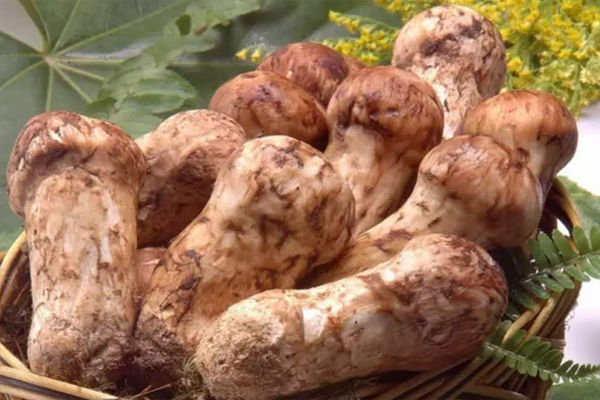 上海松茸價(jià)格