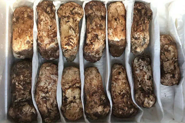 上海新鮮松茸價(jià)格