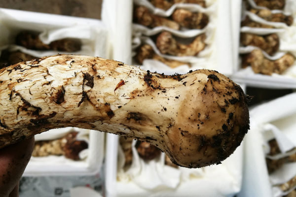 松茸泡水喝的功效作用