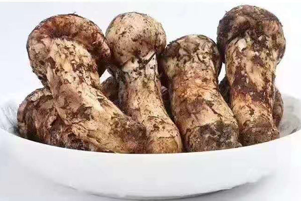 香格里拉松茸價(jià)格