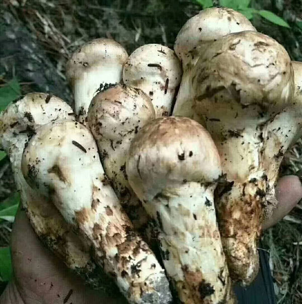 云南香格里拉松茸