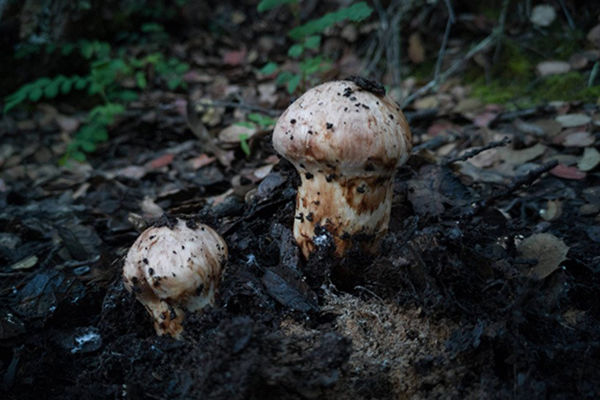 香格里拉松茸