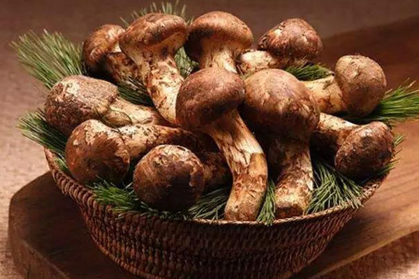 
林芝松茸特點(diǎn)
