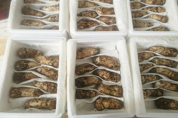 深圳新鮮松茸價格