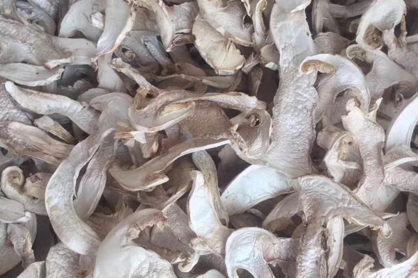 深圳干松茸價格