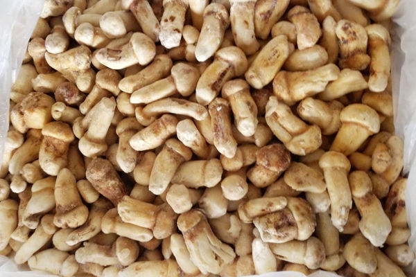 深圳冰凍松茸價格