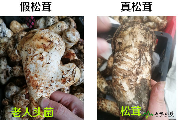 老人頭和松茸的區(qū)別