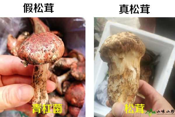 青杠菌和松茸的區(qū)別