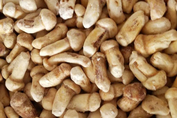 新鮮松茸冰凍存儲(chǔ)