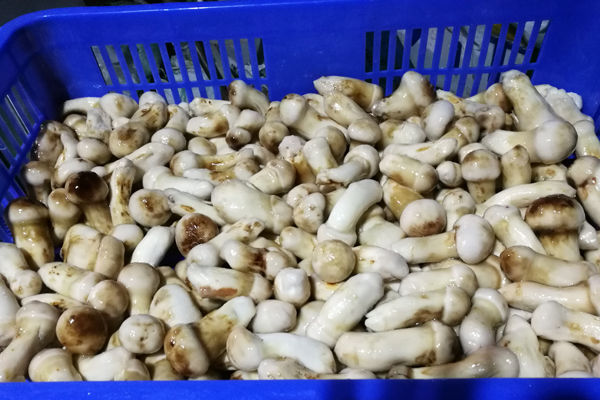 冰凍松茸的清洗方法