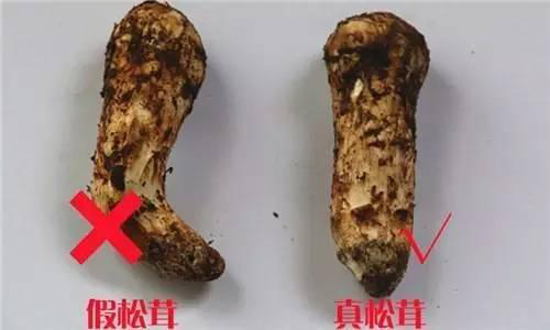 吃假松茸會中毒