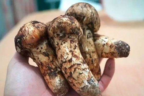 新鮮松茸排骨湯的功效作用與營養(yǎng)價值