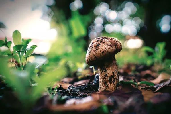 新鮮松茸原味湯的食用禁忌