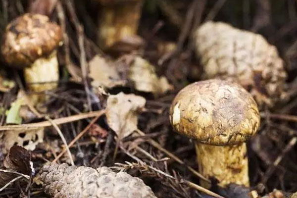 蔥花清燉松茸湯的功效作用與營養(yǎng)價(jià)值