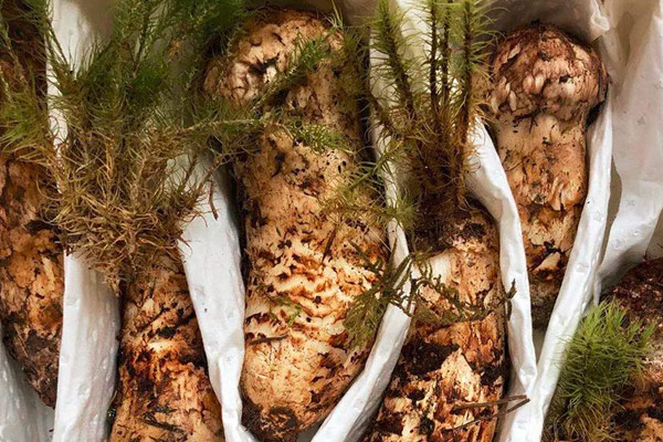 新鮮松茸椰子煲雞的功效作用與營養(yǎng)價(jià)值