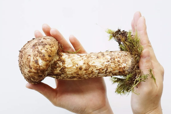 新鮮松茸炒青椒有種外婆菜的感覺(jué)，會(huì)想起小時(shí)候外婆用青椒炒菜時(shí)候的那股熟悉的香辣味，工作在外，最想念的就是正宗的家鄉(xiāng)味道。