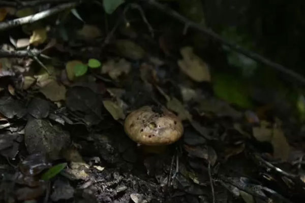 日式松茸飯的食用禁忌