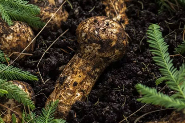 新鮮松茸骨湯面的做法竅門