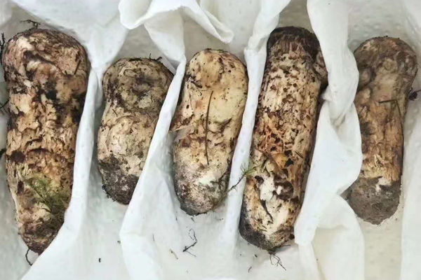 濟南新鮮松茸價格