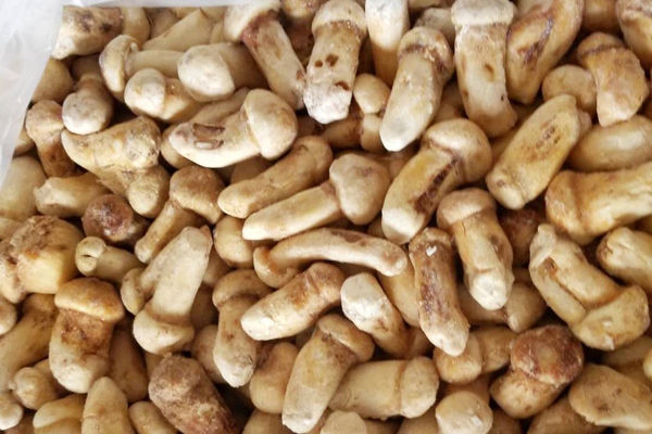 濟南冰凍松茸價格