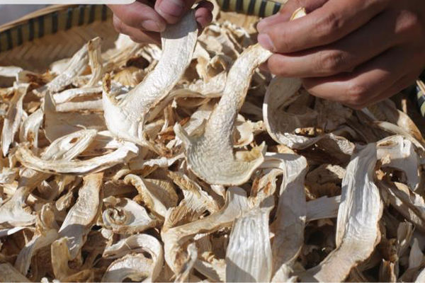 
濟南干松茸價格
