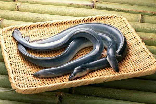 松茸鰻魚湯的功效作用與營(yíng)養(yǎng)價(jià)值