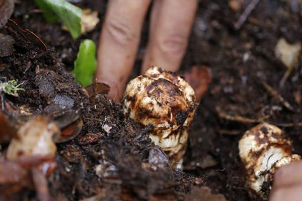 新鮮松茸雞肉海帶燜飯的營(yíng)養(yǎng)價(jià)值和功效作用