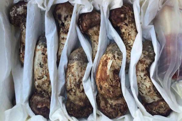 養(yǎng)生松茸功夫湯的功效作用與營養(yǎng)價(jià)值