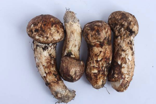 新鮮松茸湯面的做法步驟