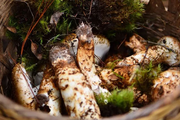 新鮮松茸蓮藕排骨湯的功效作用與營養(yǎng)價值