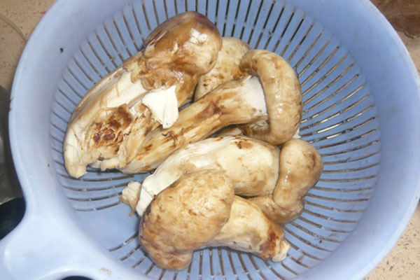 新鮮松茸土雞湯的做法竅門