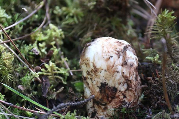 新鮮松茸鴿子湯的食用禁忌