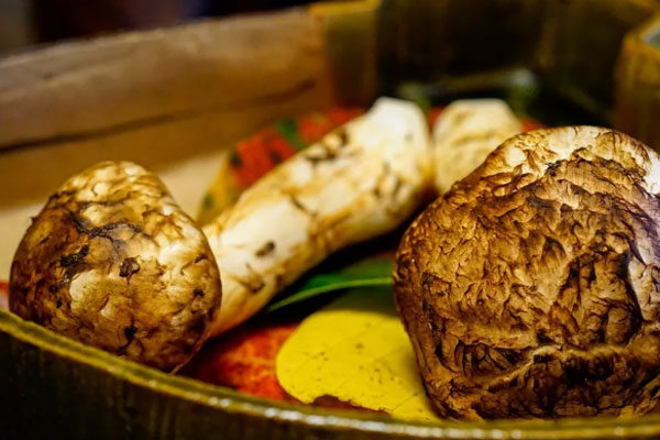 新鮮松茸甲魚(yú)湯的功效作用與營(yíng)養(yǎng)價(jià)值