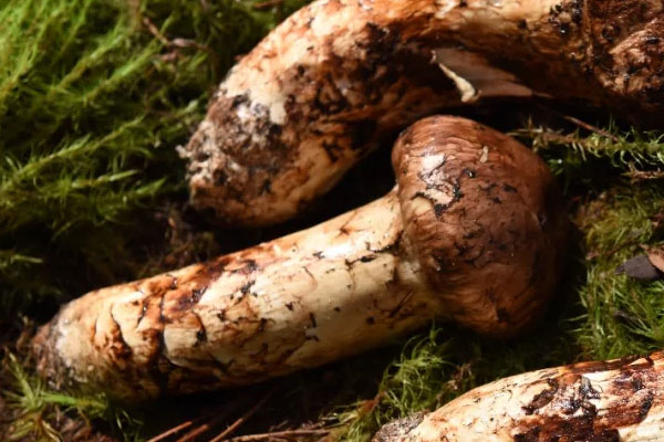 石鍋松茸燉雞的做法步驟